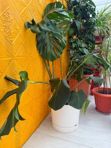 indoor plants