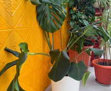 indoor plants