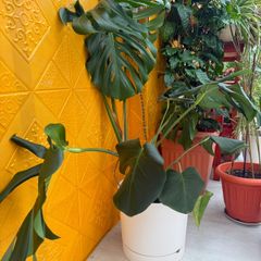 indoor plants