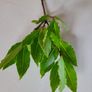 Bay Leaf Fresh Organic Herb Laurel - Whole Culinary Quality Leaf Image 2