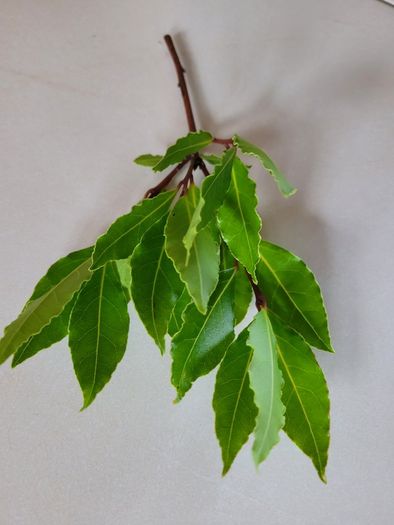 Bay Leaf Fresh Organic Herb Laurel - Whole Culinary Quality Leaf