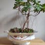Aeonium haworthii Kiwi'  bonsai succulent tree in the vintage  ceramic bowl Image 3