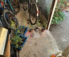 food plants
