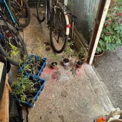 food plants
