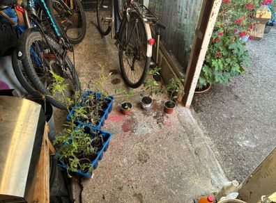 food plants