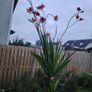Plant  red Image 2