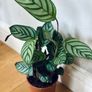 Calathea Compact Star in 14cm pot and 50cm in height Image 4