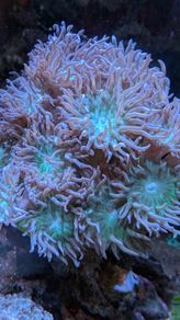 Duncan corals LPS
