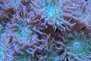 Duncan corals LPS