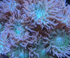 Duncan corals LPS