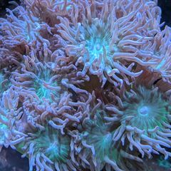 Duncan corals LPS
