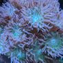 Duncan corals LPS Image 3