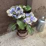 Free hydrangea in need of some TLC Image 2