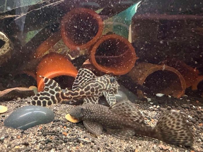 fish