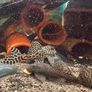 fish Image 7
