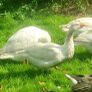 Pair of geese. Image 6