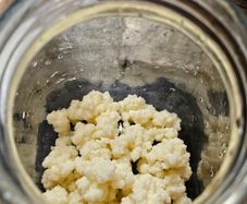 Active Kefir Grains