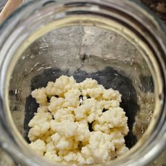 Active Milk Kefir Grains