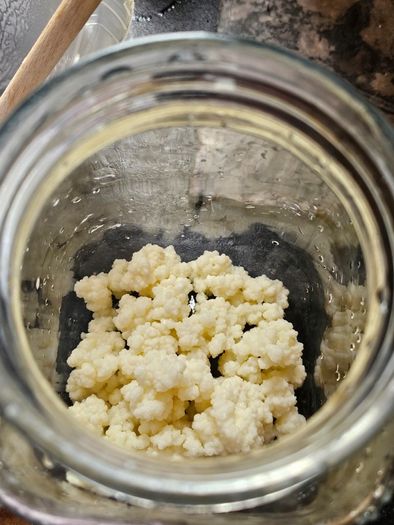 Active Kefir Grains