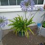 Flower Image 2