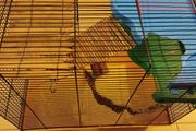 Large hamster cage - gerbil mouse rat rabbit guinea pig crate kennel  house