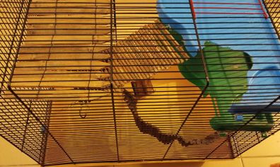 Large hamster cage - gerbil mouse rat rabbit guinea pig crate kennel  house