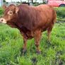 Limousion bull Image 4