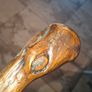 walking stick Image 5
