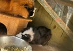 Guinea pigs