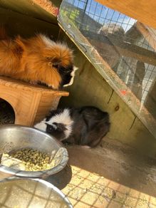 Guinea pigs