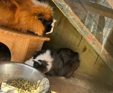 Guinea pigs
