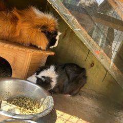 Guinea pigs