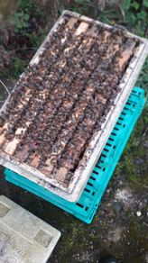 Nucs of bees