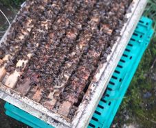 Nucs of bees
