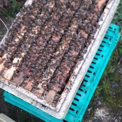 Nucs of bees
