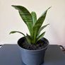 snake plant Image 2