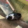 Guinea pigs Image 2