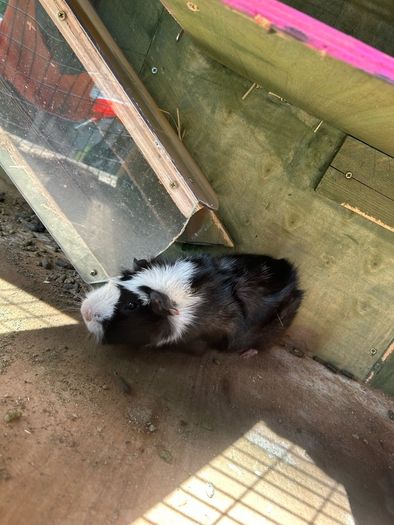 Guinea pigs
