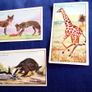 Collector Cards. Chivers Wild Wisdom in Africa Cards. Image 4