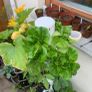 Hydroponic tower Image 6