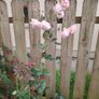 Plant Image 2