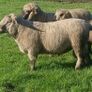 Cross bred hogget rams for sale Image 5