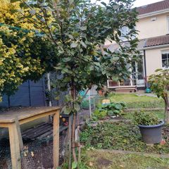 Sweet cherry tree