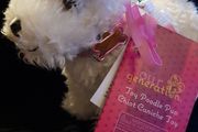 our generation toy poodle pup