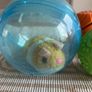 Dog toys Image 2