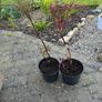 2 Peony Roses just about to flower Image 4