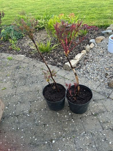 2 Peony Roses just about to flower