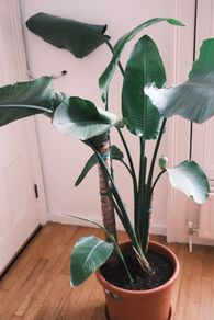 Giant White Bird of Paradise (Strelitzia Nicolai)