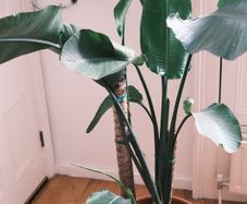 Giant White Bird of Paradise (Strelitzia Nicolai)