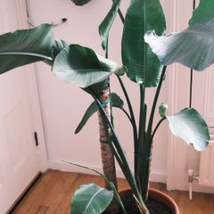 Giant White Bird of Paradise (Strelitzia Nicolai)